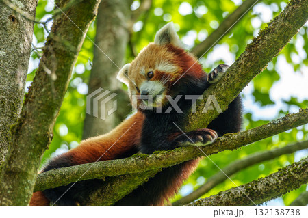 The red panda, Ailurus fulgens, also called the lesser panda. 132138738