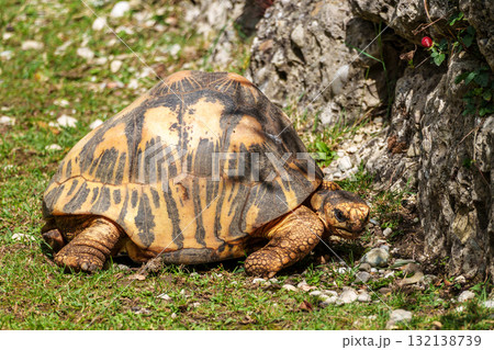 The radiated tortoise, Astrochelys radiata. This species is Critically Endangered and native Madagascar. 132138739