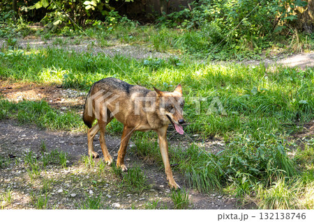 European Grey Wolf, Canis lupus in a german park European Grey Wolf, Canis lupus in a german park 132138746