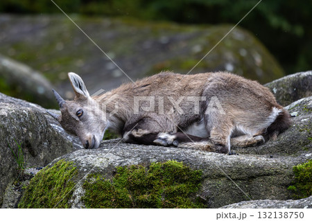 Young baby mountain ibex or capra ibex on a rock Young baby mountain ibex or capra ibex on a rock 132138750
