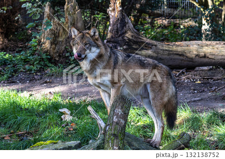 European Grey Wolf, Canis lupus in a german park 132138752