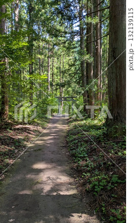 森へ 森へ 132139115