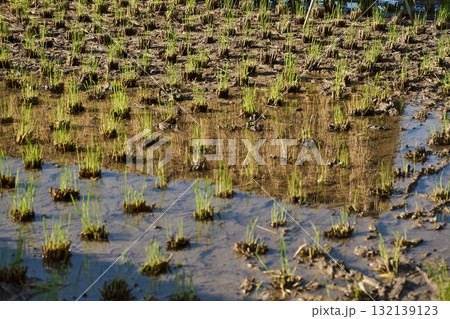 稲刈り直後の田んぼの水たまりに映る稲。日本の秋らしいのどかな風景。 132139123