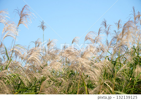 青空と風になびくススキの穂。日本の秋らしい風景。奥のススキにピント 132139125