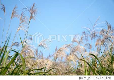 青空と風になびくススキの穂。日本の秋らしい風景。手前のススキにピント 青空と風になびくススキの穂。日本の秋らしい風景。手前のススキにピント 132139126