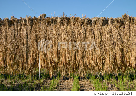 稲刈りを終えた稲 132139151
