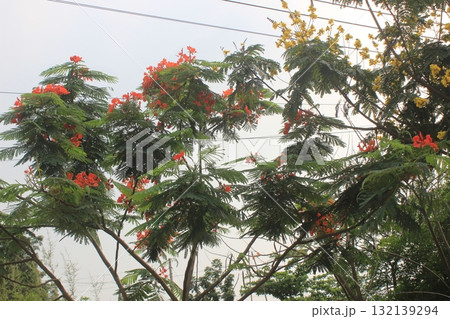 Vibrant orange and red flowers bloom on a lush green tree against a soft, overcast sky Vibrant orange and red flowers bloom on a lush green tree against a soft, overcast sky 132139294
