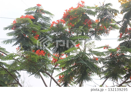 Vibrant orange-red flowers bloom on a lush green tree against a bright, overcast sky Vibrant orange-red flowers bloom on a lush green tree against a bright, overcast sky 132139295