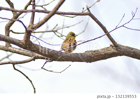 千歳線　西の里（信）　アオジ 132139553