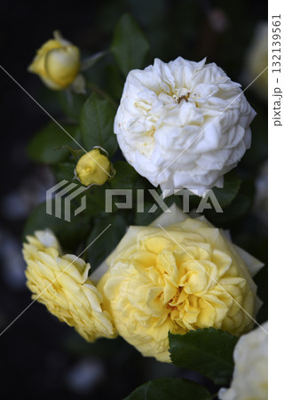 A bright juicy yellow rose on a bush. A rosebud. A yellow rose flower in the background blur. A bright juicy yellow rose on a bush. A rosebud. A yellow rose flower in the background blur. 132139561