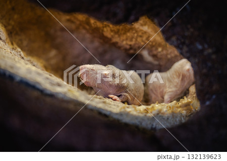 Naked Mole Rat in Underground Tunnel Habitat 132139623