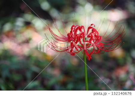 一輪の彼岸花のクローズアップ 132140676