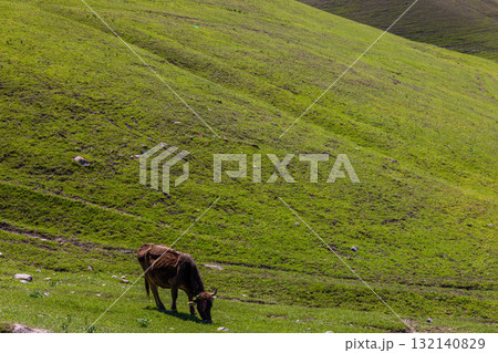 Cow grazing on grassy hillside in peaceful rural setting 132140829
