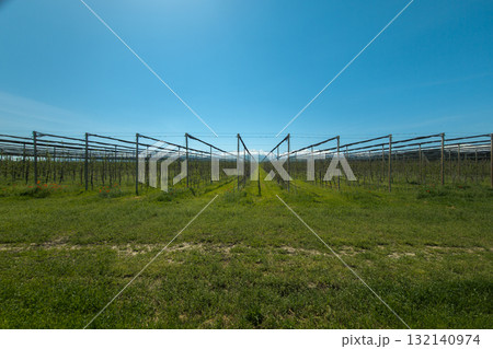 Columnar apple trees garden at sunny springtime day with mountains in the background Columnar apple trees garden at sunny springtime day with mountains in the background 132140974