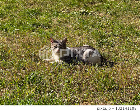 A gray and white cat resting on green grass in sunlight. Warmth, relaxation, and simplicity of life in nature quiet moment. 132141108