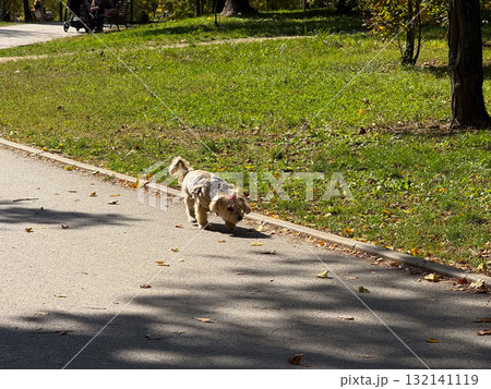 A small dog walking along the sunny park path surrounded by green grass. Leisure, companionship, and gentle motion within a calm outdoor scene. A small dog walking along the sunny park path surrounded by green grass. Leisure, companionship, and gentle motion within a calm outdoor scene. 132141119