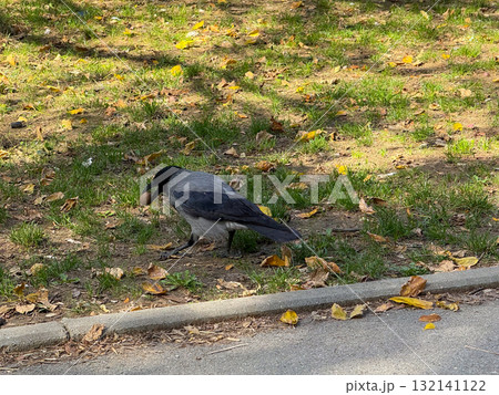 A crow holding a nut in its beak on the grassy ground surrounded by autumn leaves. Wildlife, instinct, and urban adaptation represented through everyday nature. A crow holding a nut in its beak on the grassy ground surrounded by autumn leaves. Wildlife, instinct, and urban adaptation represented through everyday nature. 132141122