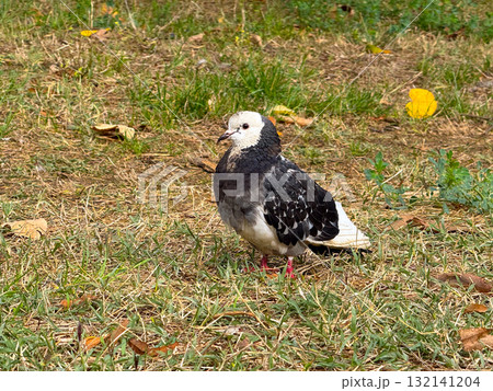 Close-up of pigeon on grass in natural park environment. Concept of coexistence, calmness, and organic connection between wildlife and urban ecology. Close-up of pigeon on grass in natural park environment. Concept of coexistence, calmness, and organic connection between wildlife and urban ecology. 132141204