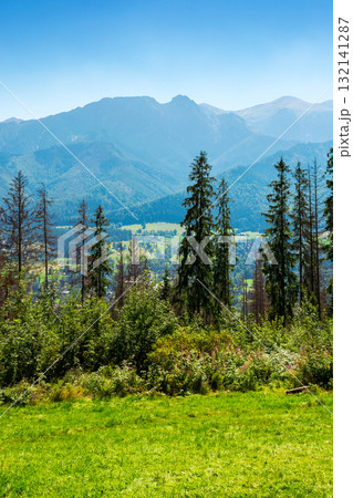 sunny landscape with coniferous forest on grassy meadow. vertical summer landscape of poland, zakopane at high noon. distant tatra mountain range under cloudless blue sky view from gobalowka sunny landscape with coniferous forest on grassy meadow. vertical summer landscape of poland, zakopane at high noon. distant tatra mountain range under cloudless blue sky view from gobalowka 132141287