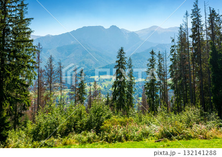 sunny landscape with coniferous forest on grassy meadow. beautiful summer landscape of poland, zakopane at high noon. magnificent polish highland wanderlust 132141288