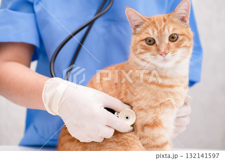 Veterinarian in blue suit with ginger cat 132141597