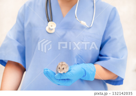 Veterinarian holding a hamster in his hand Veterinarian holding a hamster in his hand 132142035