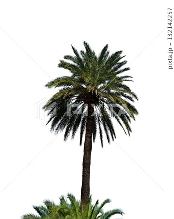 Tall Phoenix canariensis palm stands isolated with vibrant green fronds, showcasing its tropical appearance. The white background emphasizes its elegance and unique shape. Tall Phoenix canariensis palm stands isolated with vibrant green fronds, showcasing its tropical appearance. The white background emphasizes its elegance and unique shape. 132142257