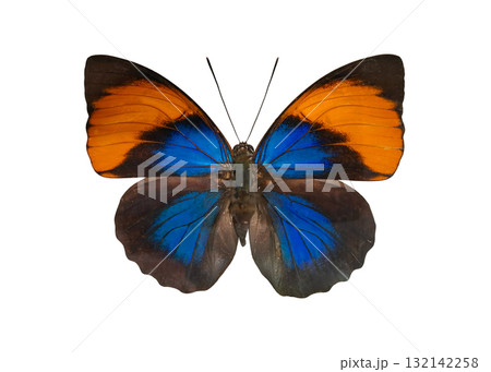 Brightly colored Agrias narcissus butterfly displays vibrant red and blue wings against a clean white background. Its intricate patterns highlight the beauty of nature in this detailed view. 132142258