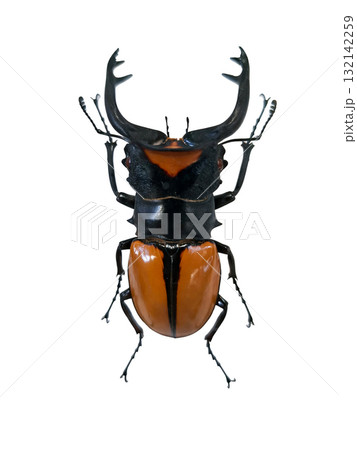 Red stag beetle, known as Odontolabis lacordaieri, displays powerful mandibles and a vibrant orange body. Red stag beetle, known as Odontolabis lacordaieri, displays powerful mandibles and a vibrant orange body. 132142259