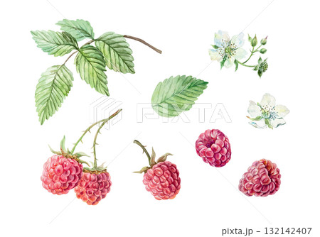 Raspberry set. Ripe berries, green leaves and white flowers. Hand drawn watercolor illustration. Vector clip art for juice, jam and tea labels. Suitable for designing cards and cosmetic packaging. 132142407