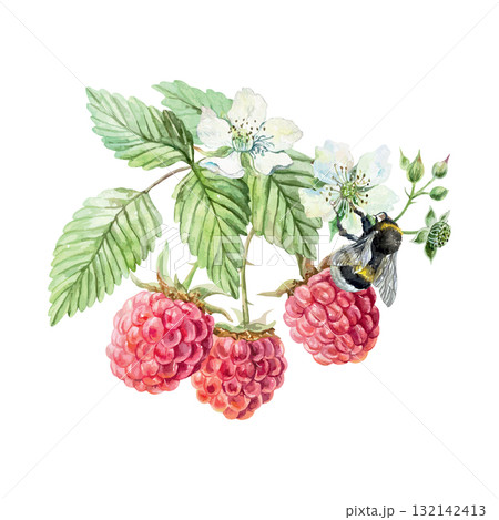 Raspberry branch, berries, green leaves, white flowers and bumblebee. Hand drawn watercolor illustration. Vector clip art for juice, jam and marmalade labels. Suitable for postcard, cosmetic packaging Raspberry branch, berries, green leaves, white flowers and bumblebee. Hand drawn watercolor illustration. Vector clip art for juice, jam and marmalade labels. Suitable for postcard, cosmetic packaging 132142413