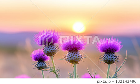 Purple thistle blossoms and sunset sky. Beautiful banner of card for St.Andrew's day 132142496