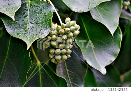 雨の日のカクレミノの実（秋、十月） 132142525