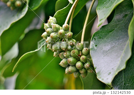 雨の日のカクレミノの実(秋、十月) 雨の日のカクレミノの実(秋、十月) 132142530
