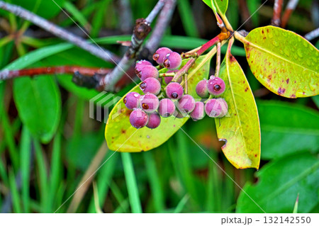 雨の日のシャリンバイの実（秋、十月） 132142550