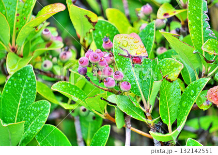 雨の日のシャリンバイの実(秋、十月) 雨の日のシャリンバイの実(秋、十月) 132142551