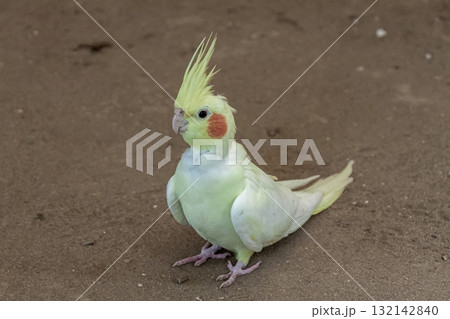 頬に橙色のチークパッチが可愛いオカメインコ容姿 132142840