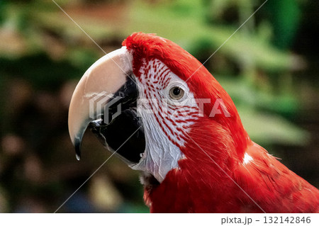 ベニコンゴウインコの顔立ち 132142846