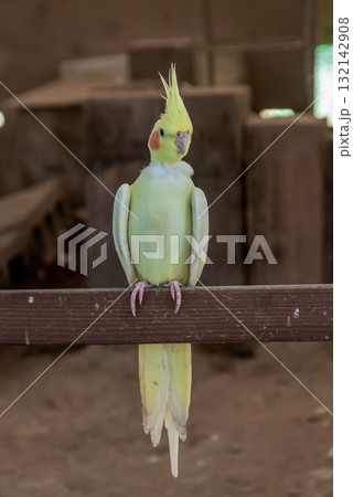頬に橙色のチークパッチが可愛いオカメインコ容姿 頬に橙色のチークパッチが可愛いオカメインコ容姿 132142908