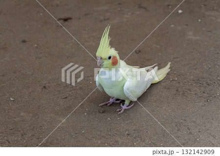 頬に橙色のチークパッチが可愛いオカメインコ容姿 132142909