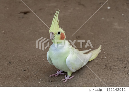 頬に橙色のチークパッチが可愛いオカメインコ容姿 頬に橙色のチークパッチが可愛いオカメインコ容姿 132142912
