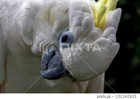 黄色い冠羽が特長のキバタン【オウム】 132142915