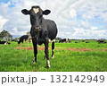 New Zealand Friesian Heifer 132142949