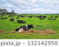 New Zealand Friesian Heifers 132142950