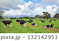 New Zealand Friesian Herd of Heifers 132142951