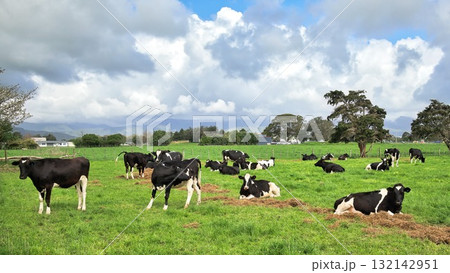 New Zealand Friesian Herd of Heifers 132142951