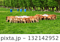 Herd of Young Jersey Calves Feeding Time 132142952