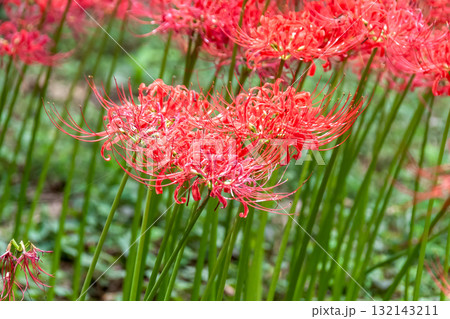 秋の始まりを告げる緑の中の赤い曼珠沙華【彼岸花】 秋の始まりを告げる緑の中の赤い曼珠沙華【彼岸花】 132143211
