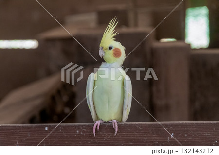頬に橙色のチークパッチが可愛いオカメインコ容姿 頬に橙色のチークパッチが可愛いオカメインコ容姿 132143212