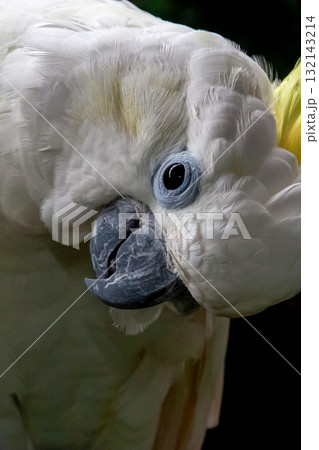 黄色い冠羽が特長のキバタン【オウム】 黄色い冠羽が特長のキバタン【オウム】 132143214
